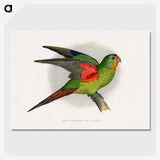 1-27_Parrots-in-Captivity_picture-crop