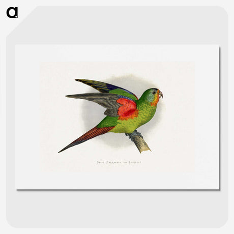 1-27_Parrots-in-Captivity_picture