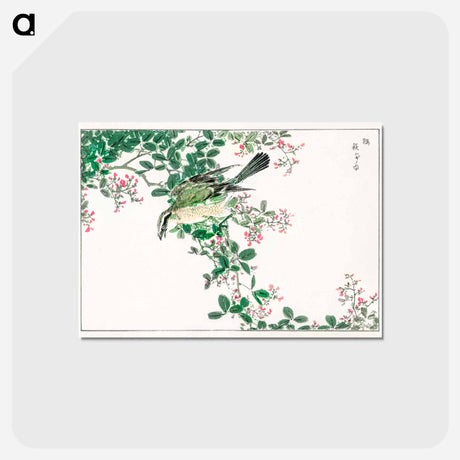 アートポストカード-Bull-headed Shrike and Bush Clover
 - 鳥類図鑑 Postcard.