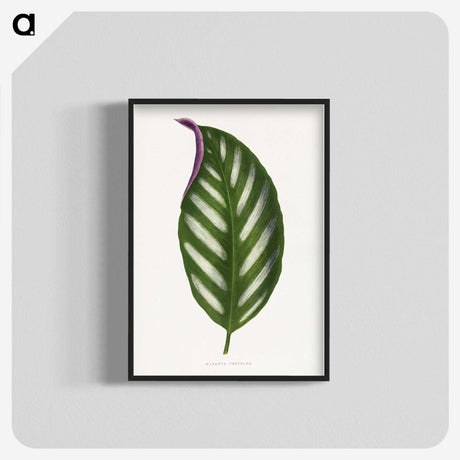 1-27_Plants-with-Colored-Foliage_blk-crop