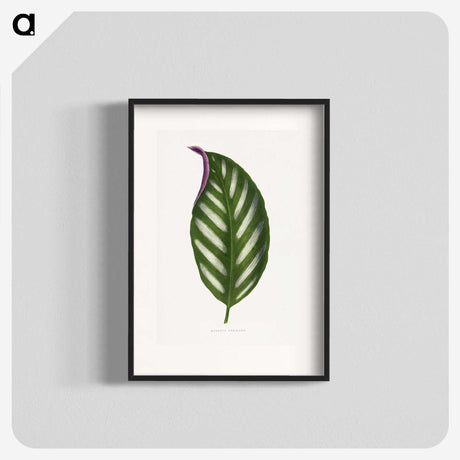 1-27_Plants-with-Colored-Foliage_blk