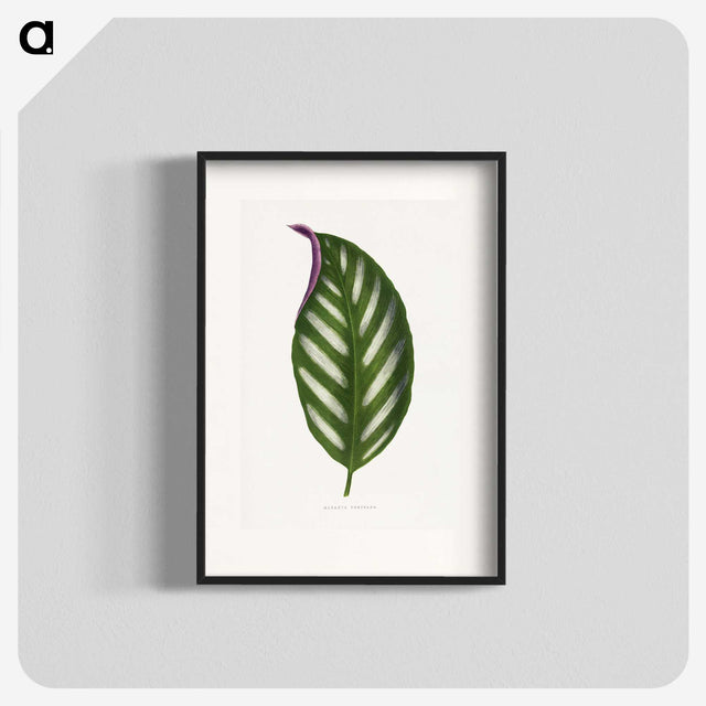 1-27_Plants-with-Colored-Foliage_blk