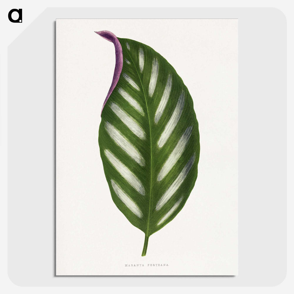 1-27_Plants-with-Colored-Foliage_picture-crop