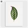 1-27_Plants-with-Colored-Foliage_picture