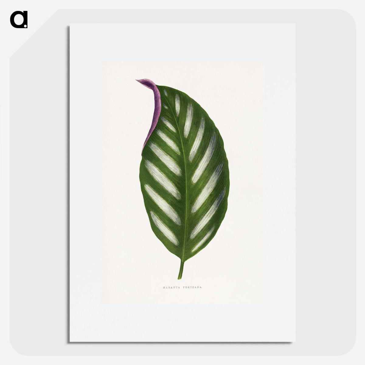 1-27_Plants-with-Colored-Foliage_picture