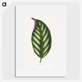 1-27_Plants-with-Colored-Foliage_picture