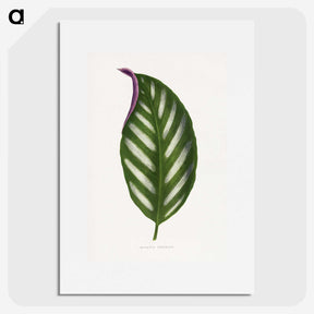 1-27_Plants-with-Colored-Foliage_picture