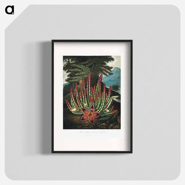 The Maggot-Bearing Stapelia
 - ロバート ジョン ソーントン Poster.