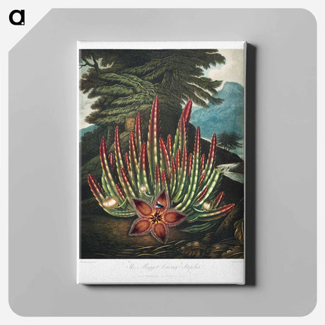 アートパネル-The Maggot-Bearing Stapelia
 - ロバート ジョン ソーントン Canvas.