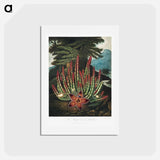 アートポストカード-The Maggot-Bearing Stapelia
 - ロバート ジョン ソーントン Postcard.