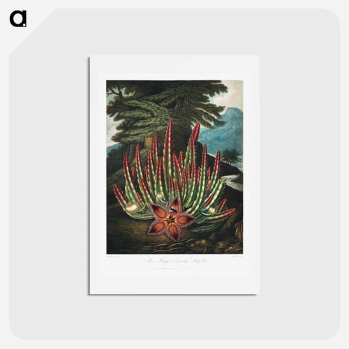 The Maggot-Bearing Stapelia
 - Robert John Thornton Postcard.