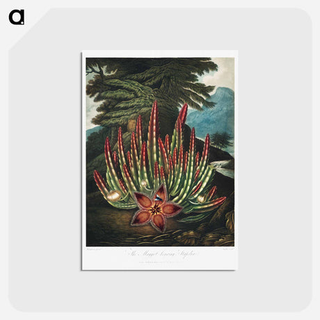 アートポストカード-The Maggot-Bearing Stapelia
 - ロバート ジョン ソーントン Postcard.