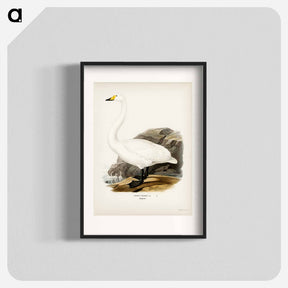 アートポスター-Whooper Swan
 - スヴェンスカ フォグラル Poster.