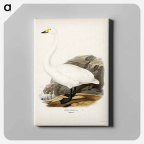 アートパネル-Whooper Swan
 - スヴェンスカ フォグラル Canvas.