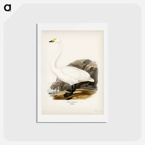 アートポストカード-Whooper Swan
 - スヴェンスカ フォグラル Postcard.