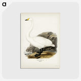 1-27_Svenska-Faglar_postcard