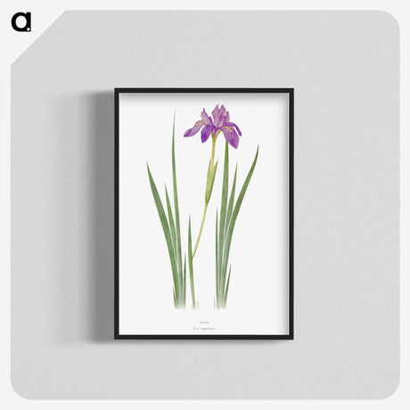 1-27_The-Genus-Iris_blk-crop