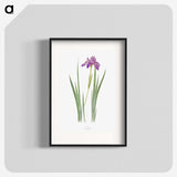 1-27_The-Genus-Iris_blk