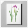 アートパネル-Iris Nepalensis from The genus Iris
 - アヤメ属 Canvas.