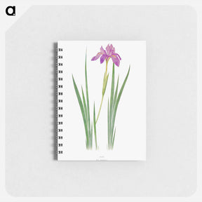 アートメモ帳-Iris Nepalensis from The genus Iris
 - アヤメ属 Memo.