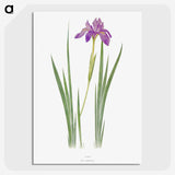 1-27_The-Genus-Iris_picture-crop