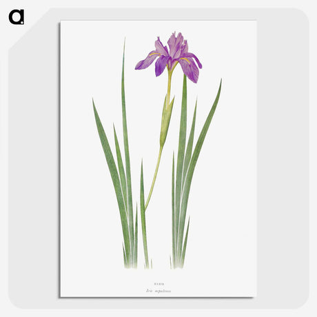 1-27_The-Genus-Iris_picture-crop