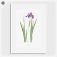 1-27_The-Genus-Iris_picture