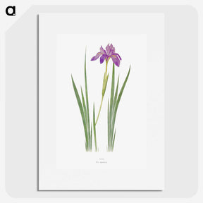 1-27_The-Genus-Iris_picture