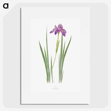 1-27_The-Genus-Iris_picture