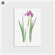 アートポストカード-Iris Nepalensis from The genus Iris
 - アヤメ属 Postcard.