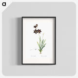 1-27_The-Lilies_blk