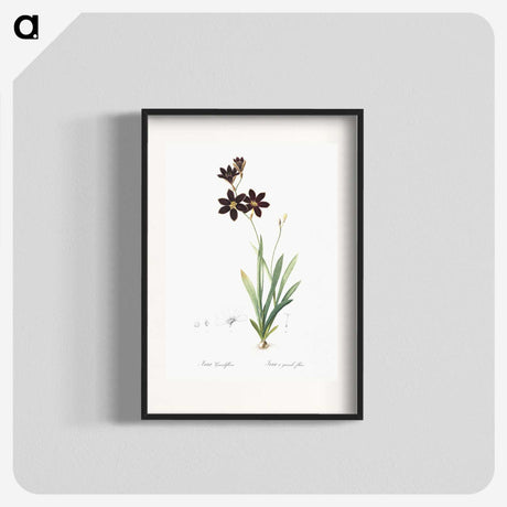 1-27_The-Lilies_blk