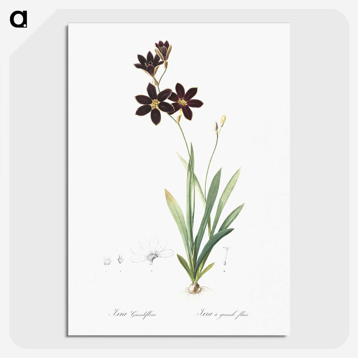 1-27_The-Lilies_picture-crop