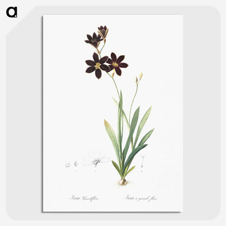 1-27_The-Lilies_picture-crop