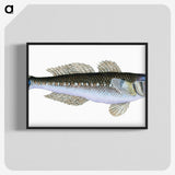 1-27_The-Natural-History-of-British-Fishes_blk-crop