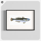 1-27_The-Natural-History-of-British-Fishes_blk