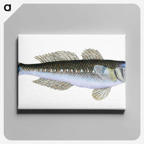 1-27_The-Natural-History-of-British-Fishes_canvas