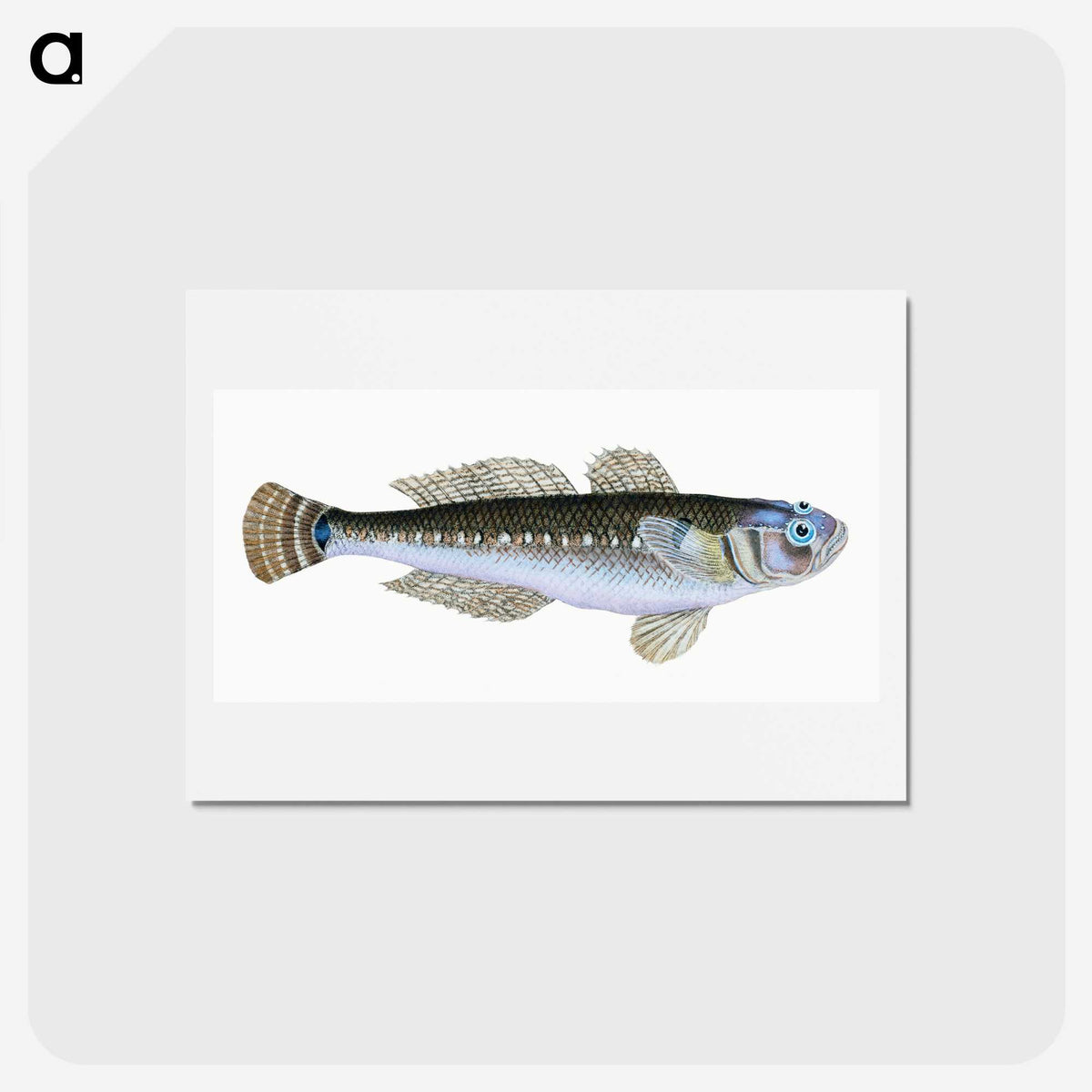 1-27_The-Natural-History-of-British-Fishes_hagaki