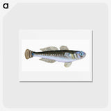 1-27_The-Natural-History-of-British-Fishes_hagaki