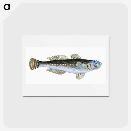 1-27_The-Natural-History-of-British-Fishes_hagaki