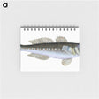 1-27_The-Natural-History-of-British-Fishes_memo
