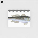 1-27_The-Natural-History-of-British-Fishes_memo