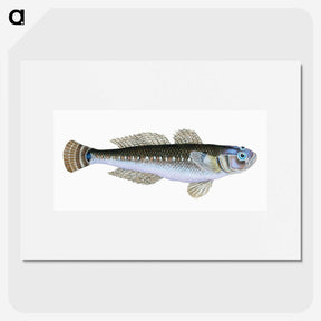 1-27_The-Natural-History-of-British-Fishes_picture