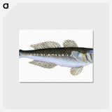 1-27_The-Natural-History-of-British-Fishes_postcard
