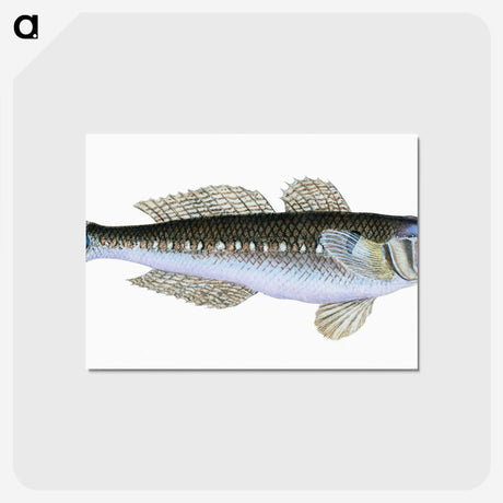 1-27_The-Natural-History-of-British-Fishes_postcard