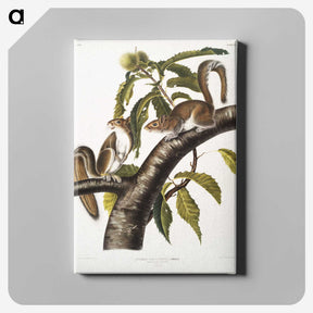 1-27_The-Viviparous-Quadrupeds_canvas