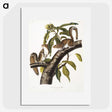 1-27_The-Viviparous-Quadrupeds_picture