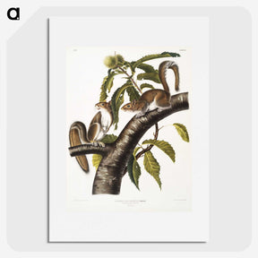 1-27_The-Viviparous-Quadrupeds_picture