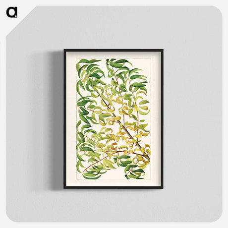 1-27_USDA-Watercolor-Fruit-Painting-Collection_blk-crop