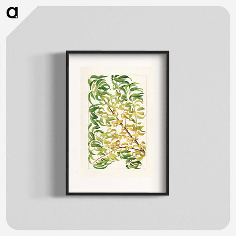 1-27_USDA-Watercolor-Fruit-Painting-Collection_blk